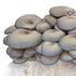 Organic Blue Oyster Mushroom Fruiting Block
