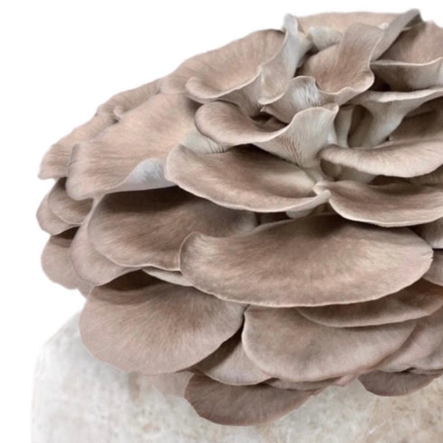 Italian Oyster 'Plant & Grow' Garden Block