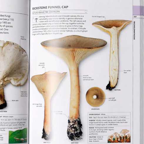 How to Identify & Gather Wild Mushrooms and Other Fungi