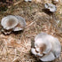 Organic Italian Oyster Mushroom Sawdust Spawn