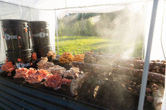 When and Where to Plant Mushrooms Outdoors: A Gardener’s Guide