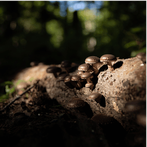 Shiitake fruiting on a log in the woods