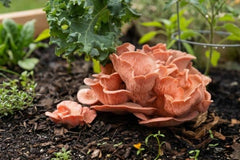 The Plant & Grow Mushroom Starter Block User’s Guide