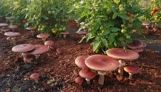 Burgundy wine cap mushrooms growing in garden mulch.