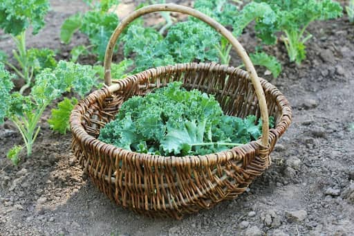 5 Nutrient-Dense Crops to Grow in Your Garden
