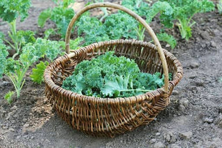 5 Nutrient-Dense Crops to Grow in Your Garden