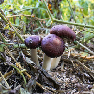 How To Grow Mushrooms Outside in Your Garden