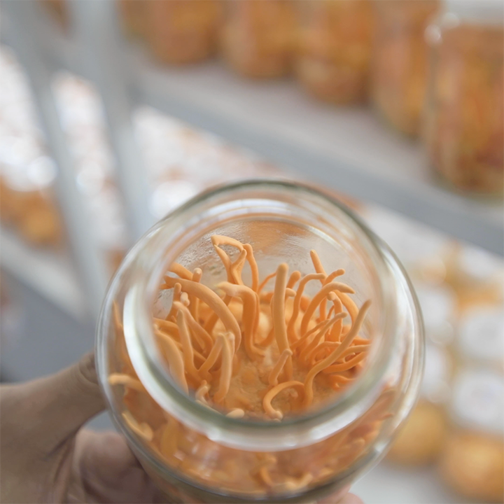 Growing Cordyceps Mushrooms in Thailand