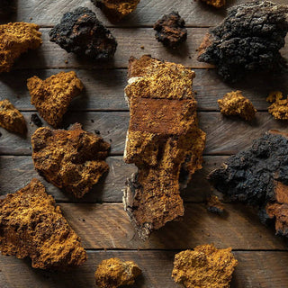 How to Forage, Preserve, and Use Chaga Mushrooms