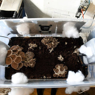 Experimenting with our Modified Monotub