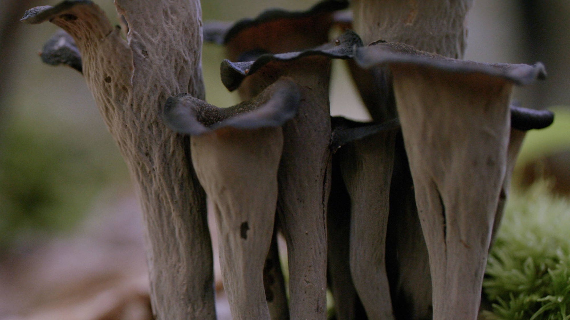 How to Find and Cook Black Trumpet Mushrooms