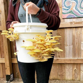 How to Grow Mushrooms in Buckets & Containers