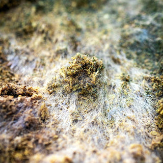 Common Contamination in Mushroom Cultivation