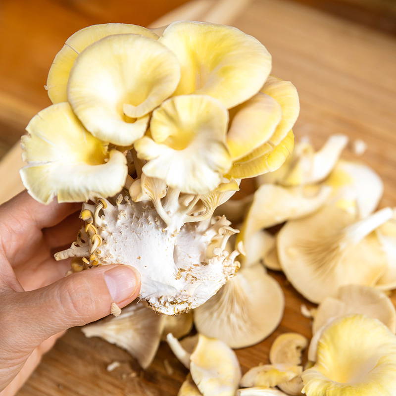 Spore to Fork's 6 Best Golden Oyster Mushroom Recipes
