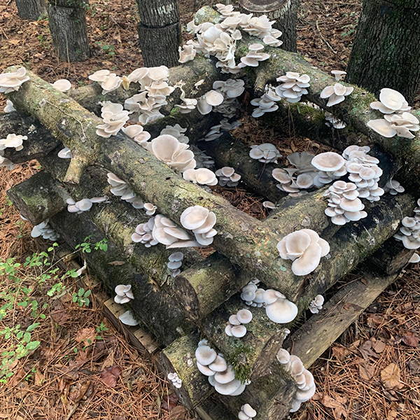 5 of the Best Mushrooms to Grow on Logs