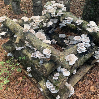 5 of the Best Mushrooms to Grow on Logs
