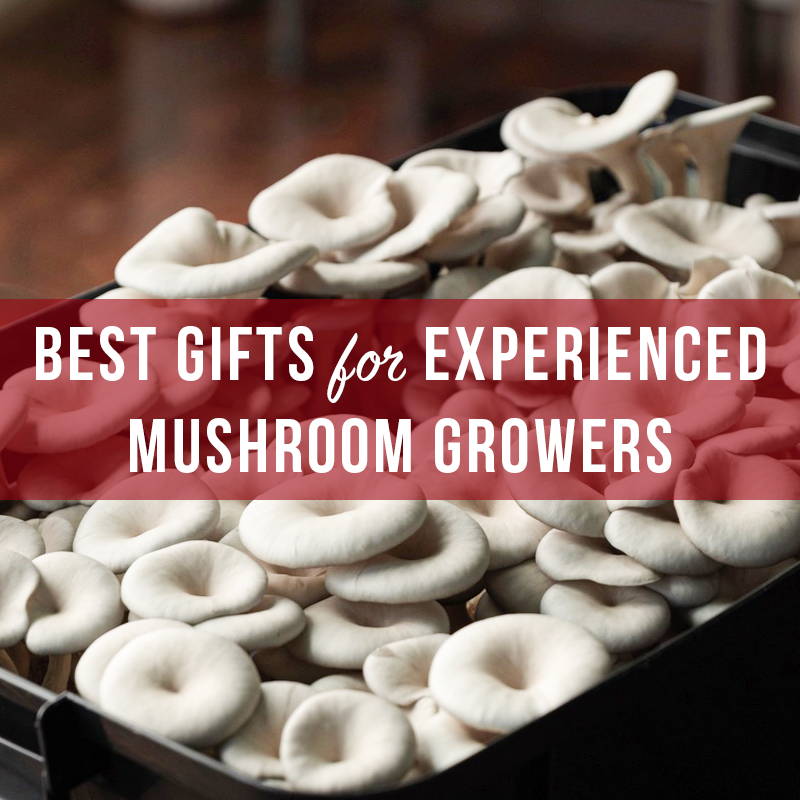 Best Gifts for Experienced Mushroom Growers