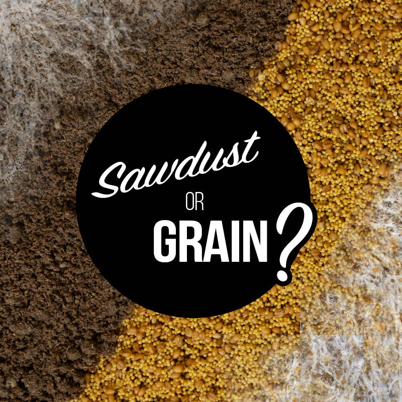 Sawdust vs. Grain: Which Mushroom Spawn is  Best?