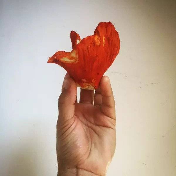 Lobster Mushrooms: Maine's Other Lobster