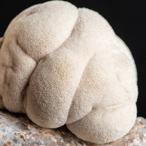 5 of the Best Mushrooms for Health & Wellness