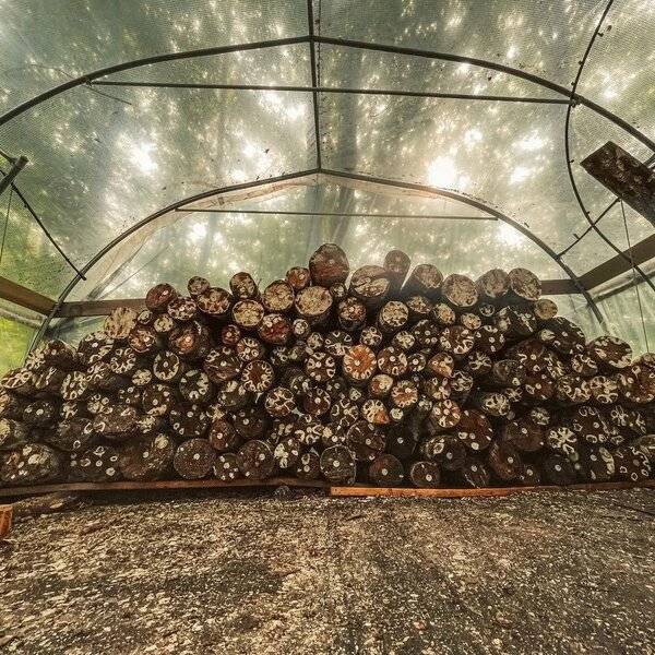 Riverside Farm: Innovative Shiitake Mushroom Log Techniques
