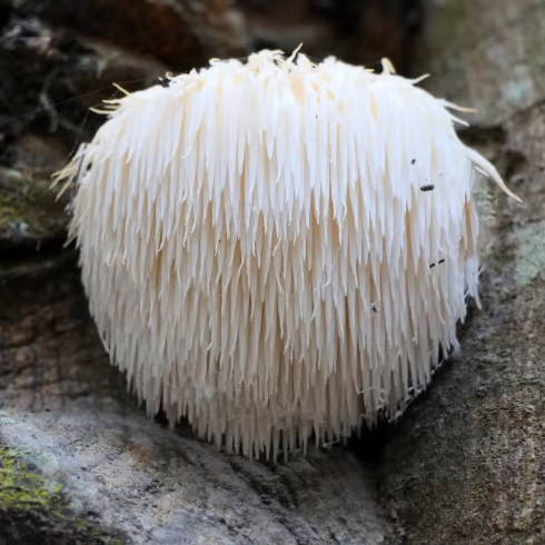 How to Grow, Find, and Use Lion's Mane Mushrooms