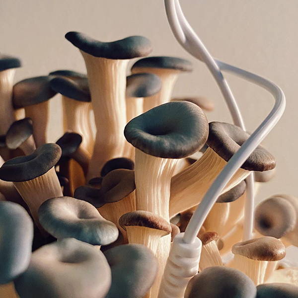 Myco-Melodies: Converting Electrical Signals into Mushroom Music