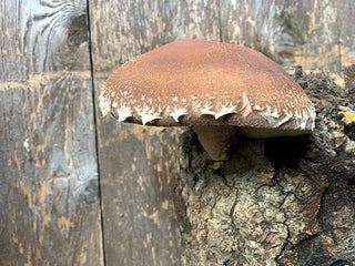 How to Grow Shiitake Mushrooms on Logs