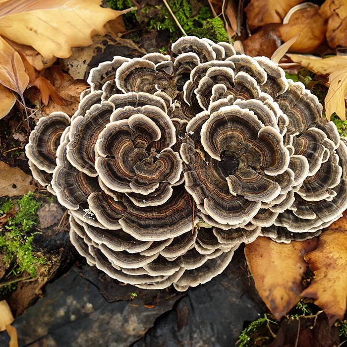 How To Find Grow And Use Turkey Tail Mushrooms North Spore How To Find Grow And Use Turkey Tail Mushrooms North Spore