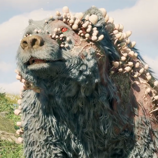 A large bear with mushrooms growing on its fur.