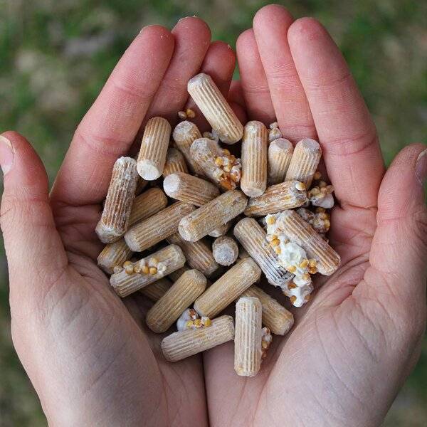 Choosing Spawn for Growing Mushrooms Outside