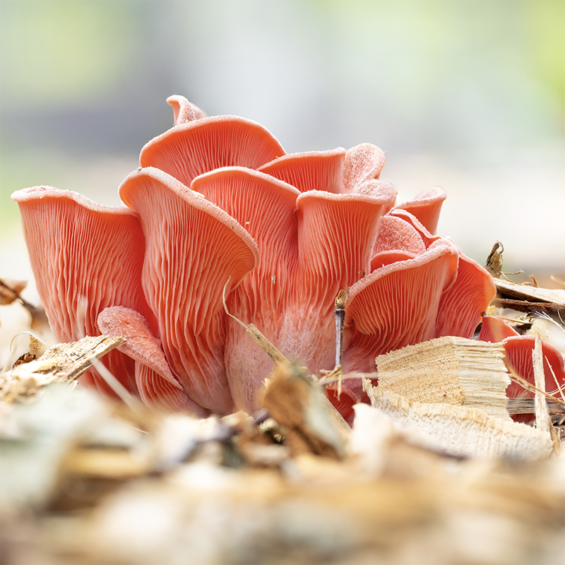 How Mushrooms Can Help You Stay Sustainable This Holiday Season