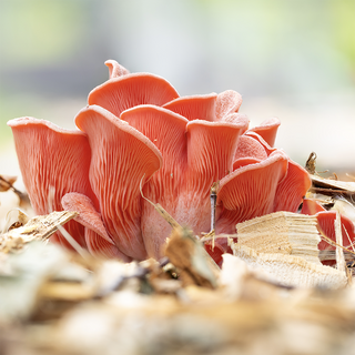 How Mushrooms Can Help You Stay Sustainable This Holiday Season