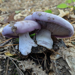 5 Mushrooms to Grow in Outdoor Beds
