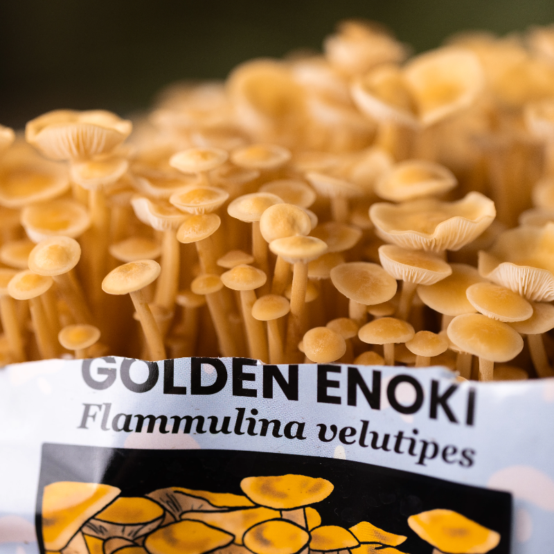 How to Grow and Cook Golden Enoki Mushrooms at Home