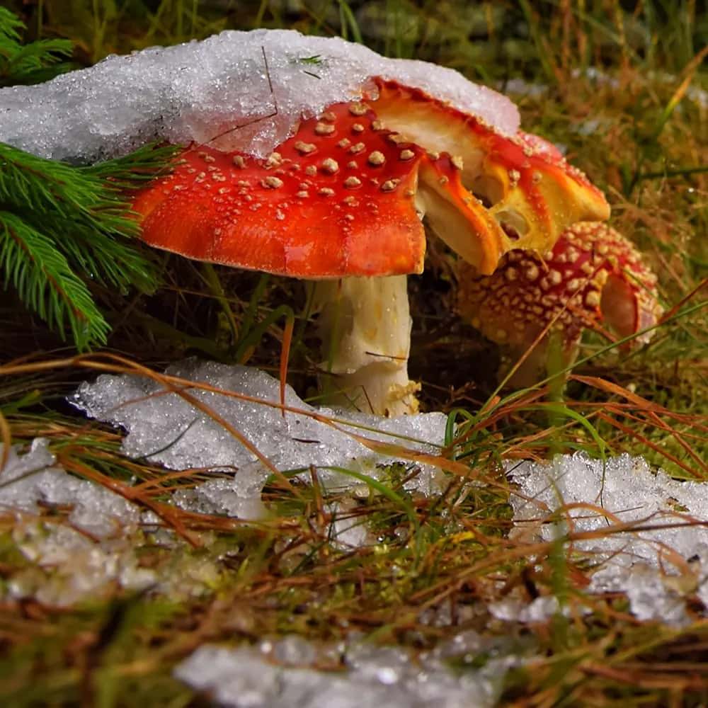 What does Amanita muscaria have to do with Christmas?