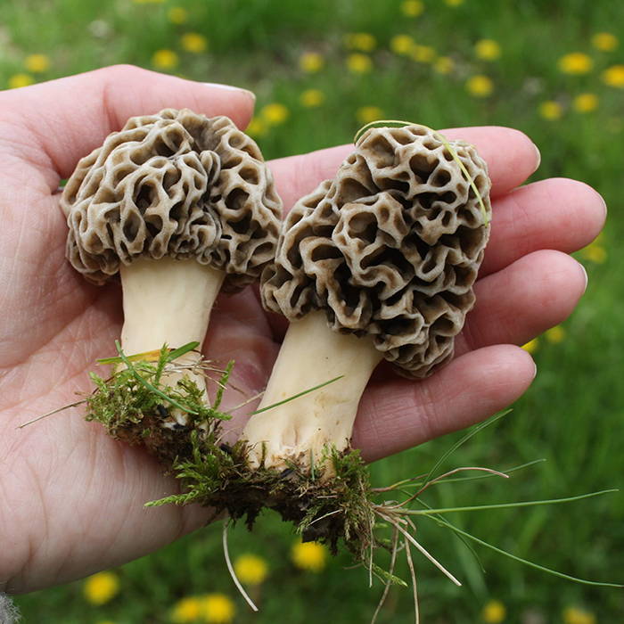 How to Find, Grow, and Cook Morel Mushrooms