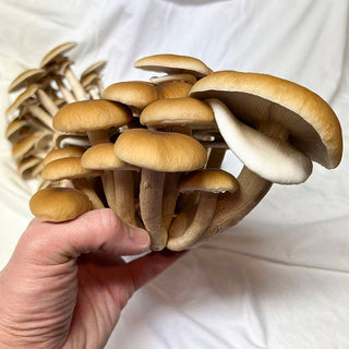 Spore to Fork's Best Pioppino Mushroom Recipes