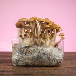 How to Grow Mushrooms in Bags: The Complete ShroomTek Method