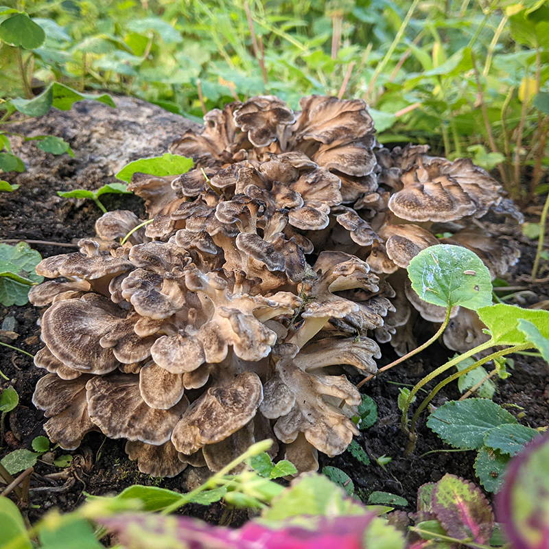 How to Find, Identify, Grow, and Cook Hen of the Woods (Maitake) Mushrooms