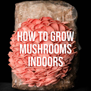 How to Grow Mushrooms Indoors