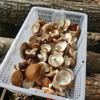 Species Spotlight: Shiitake Mushrooms