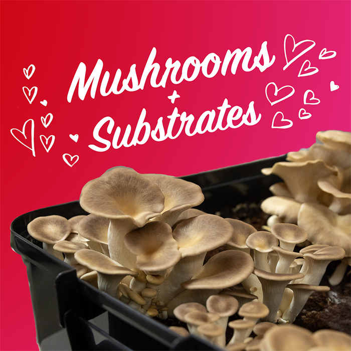 Sterile Substrates & Mushroom Compatibility