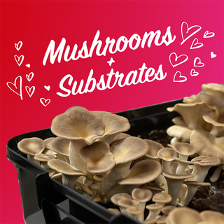 Sterile Substrates & Mushroom Compatibility