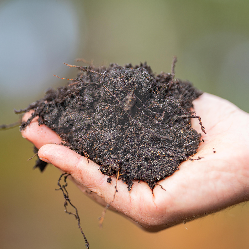 A hand holding a clump of dark, rich soil with roots.