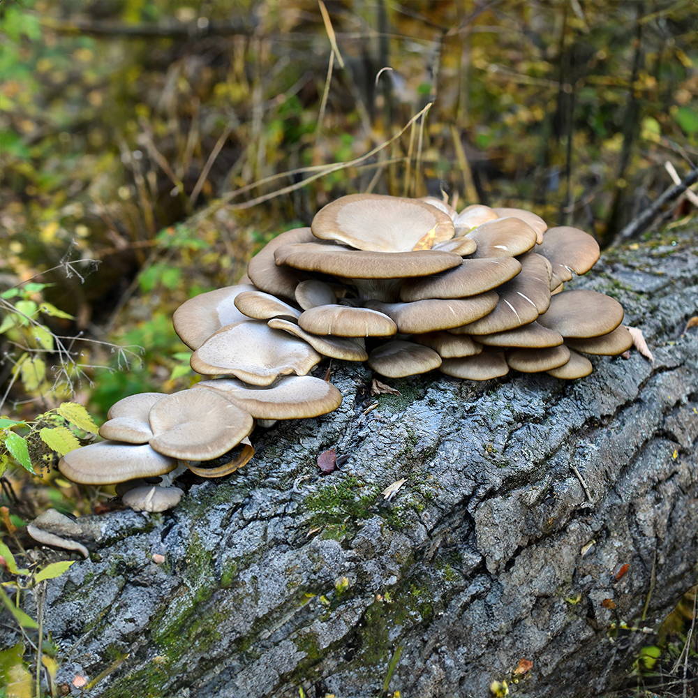 Best Mushrooms to Grow on Oak Logs