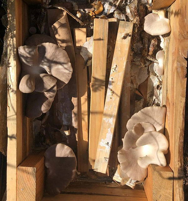 Growing in the Desert Part I: with Kori Adkins