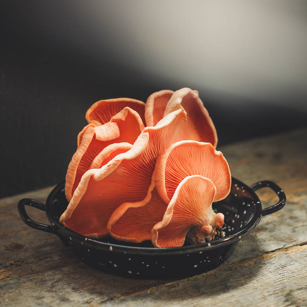Spore to Fork's 5 Best Pink Oyster Mushroom Recipes