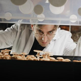 A researcher examines mushrooms under a transparent cover in a lab setting.