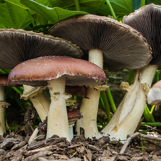 Companion Planting with Mushrooms